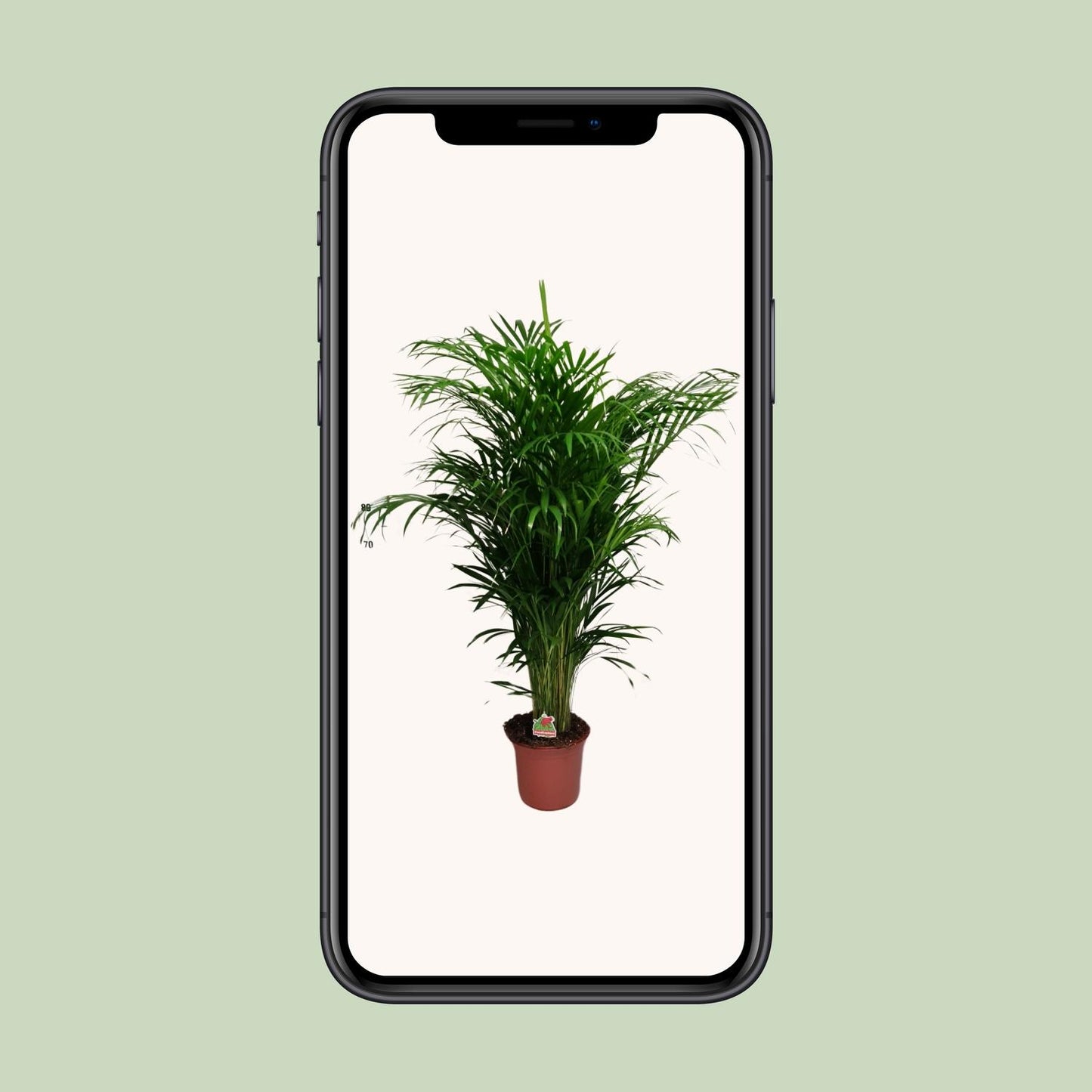 Dypsis Lutescens - Ø24cm - ↕125cm bei Pflanzfix24