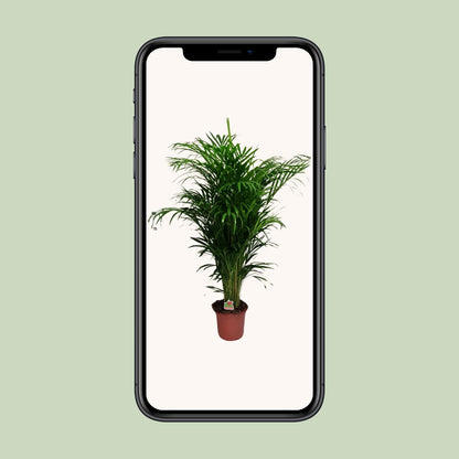 Dypsis Lutescens - Ø24cm - ↕125cm bei Pflanzfix24