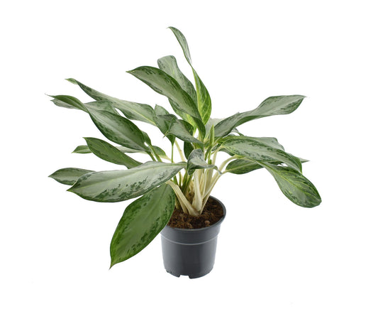 Aglaonema Golden Bay - Ø17cm - ↕60cm bei Pflanzfix24