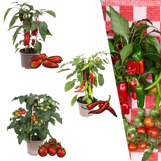 Rote Pflückgemüse-Mischung Ø14cm – Tomate, Paprika, Chili | Pflanzfix24.de - Pflanzfix24.de