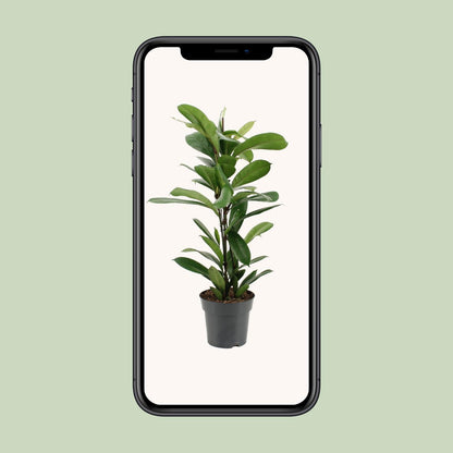Ficus Cyathistipula - Ø17cm - ↕70cm von Pflanzfix24