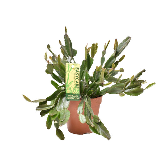 Rhipsalis Agudoensis - Ø12 ↕25 von Pflanzfix24