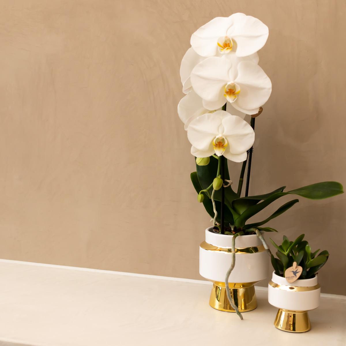 Kolibri Home Le Chic Blumentopf Weiß Ø6cm mit Gold – Keramik | Pflanzfix24.de - Pflanzfix24.de