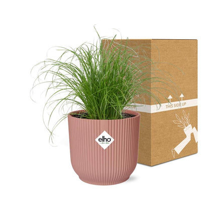 Cyperus Alternifolius Zumula in ELHO Vibes Fold 14cm roze - pflanzfix24