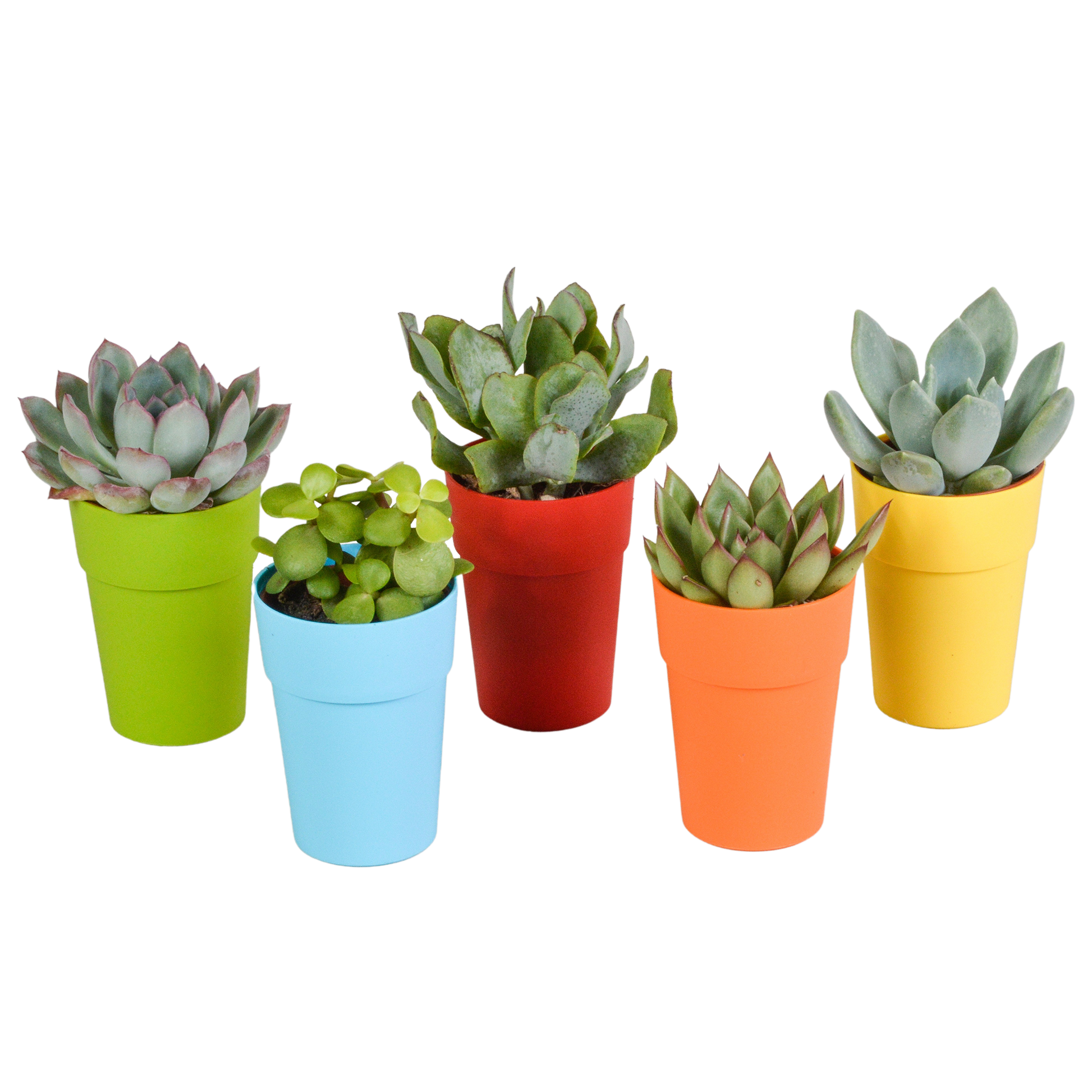 Vetplanten-Mischung 5x Sukkulenten 5,5 cm bunter Kunststofftopf | Pflanzfix24.de - Pflanzfix24.de
