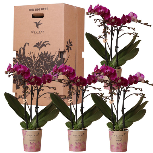 Überraschungsbox 4 Orchideen Einfarbig Ø9 cm | Kolibri & Pflanzfix24.de - Pflanzfix24.de