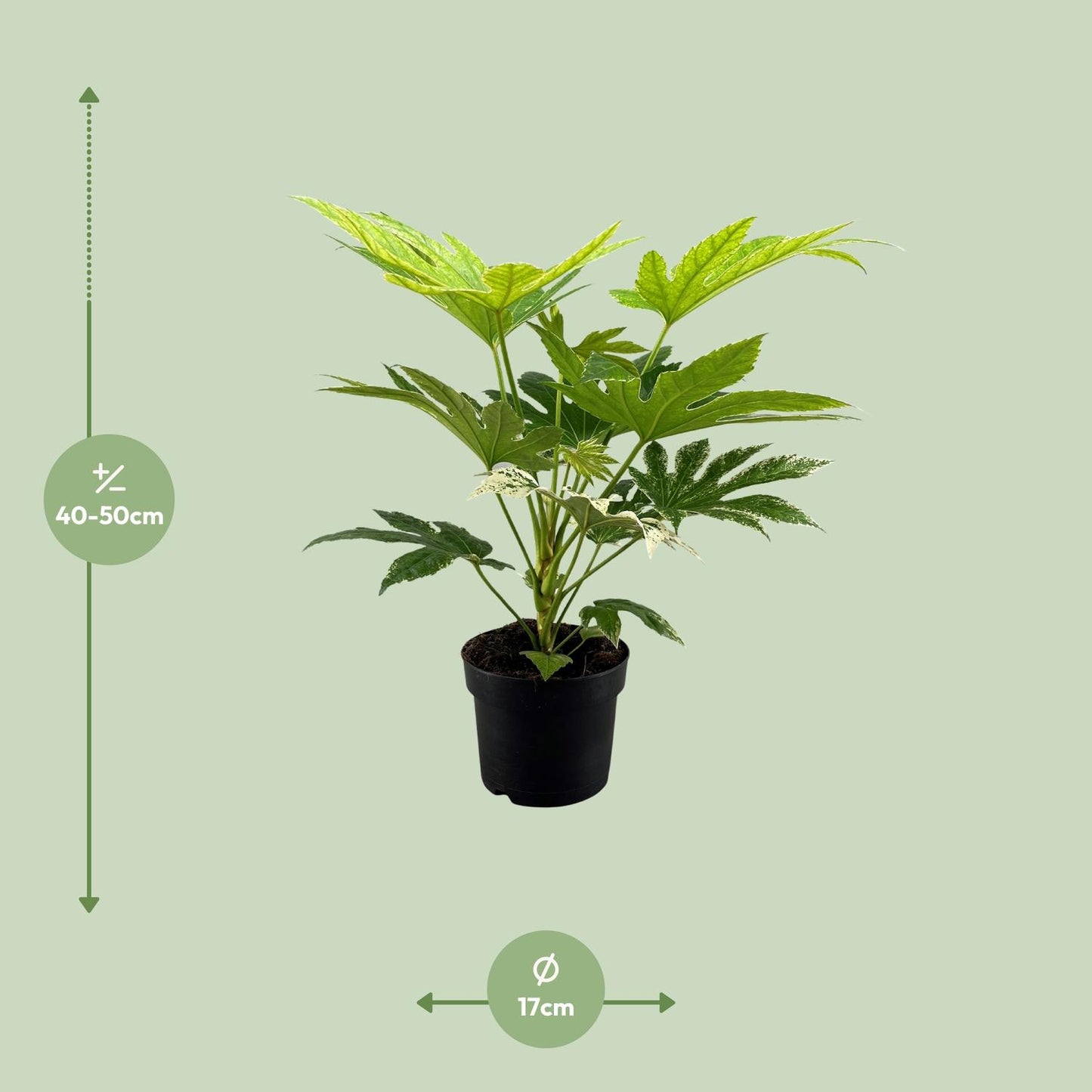 Fatsia Japonica Spider Web - Ø17cm - ↕50cm - pflanzfix24