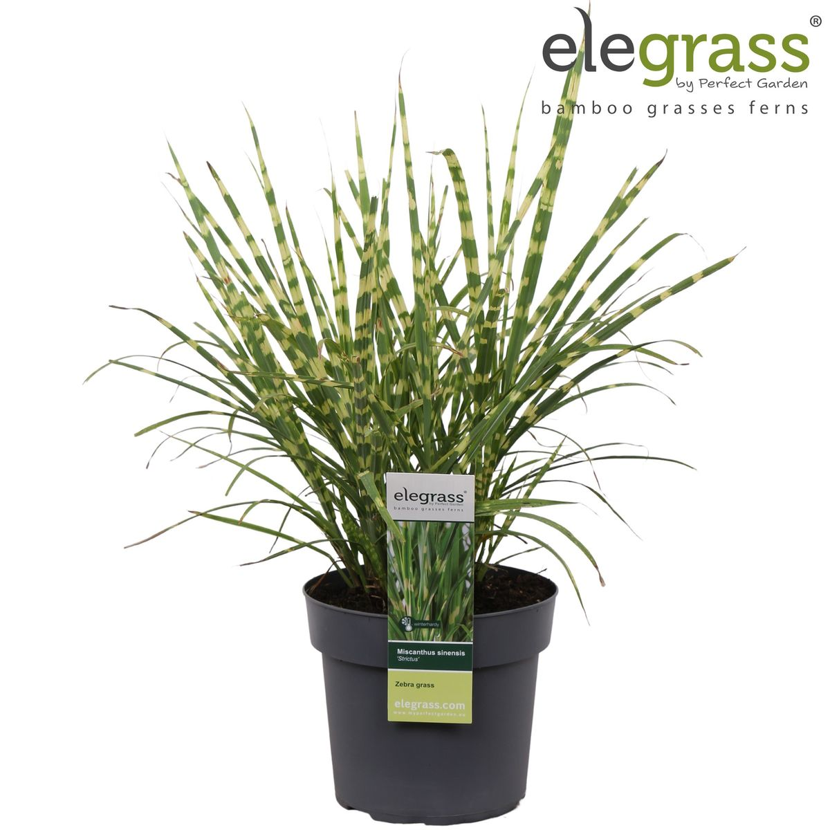 Miscanthus sinensis Strictus Zebra Gras Ø23cm | Pflanzfix24.de - Pflanzfix24.de