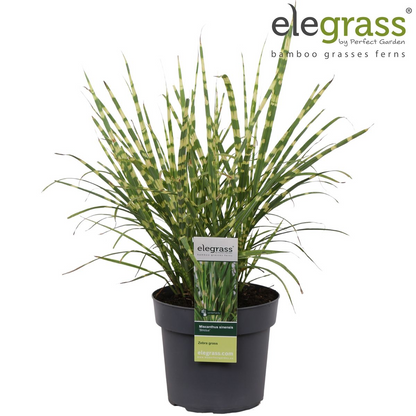 Miscanthus sinensis Strictus Zebra Gras Ø23cm | Pflanzfix24.de - Pflanzfix24.de