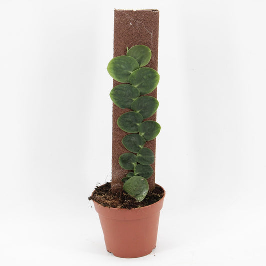 Rhaphidophora Celatocaulis - Ø14cm - ↕50cm bei Pflanzfix24
