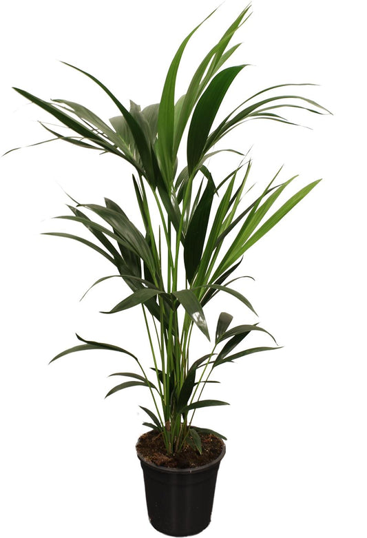 Howea Forsteriana Kentia 5-Pit Ø21cm – 100-120cm | Pflanzfix24