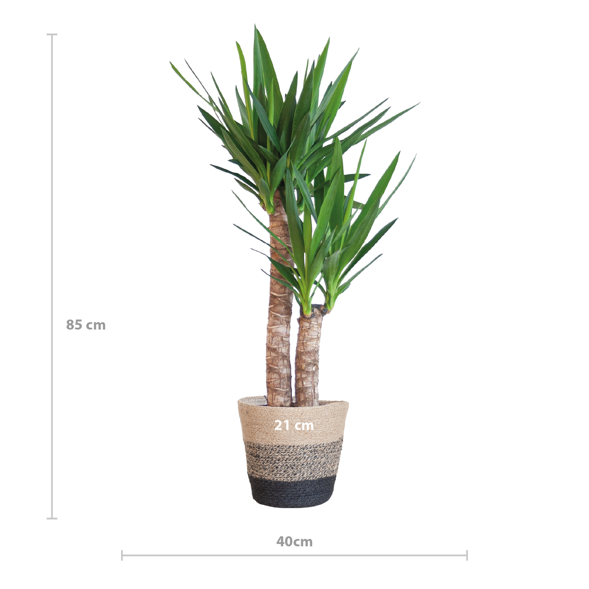 Yucca Elephantipes 90cm mit schwarzem Korb – Pflanzfix24.de - Pflanzfix24.de