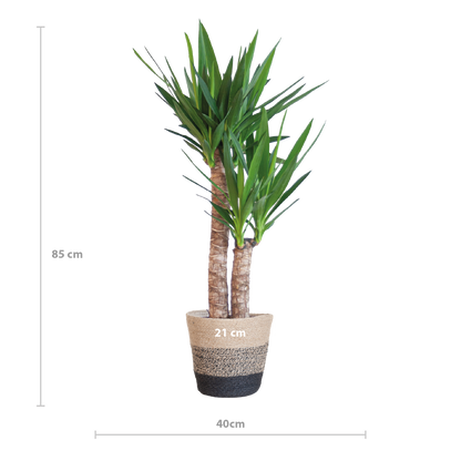 Yucca Elephantipes 90cm mit schwarzem Korb – Pflanzfix24.de - Pflanzfix24.de