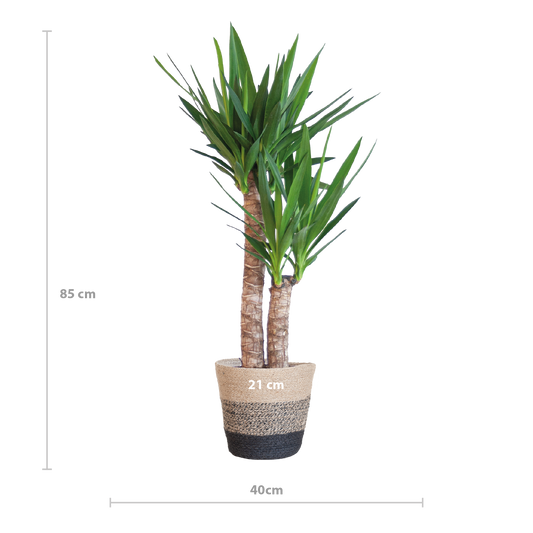 Yucca Elephantipes 90cm mit schwarzem Korb – Pflanzfix24.de - Pflanzfix24.de