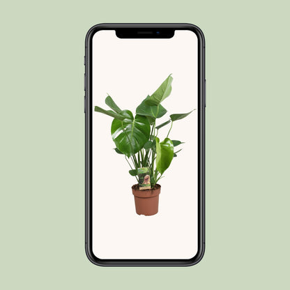 Monstera Deliciosa - Ø17cm - ↕60cm - Pflanzfix24