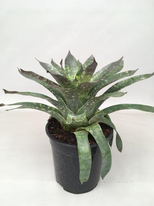 Vriesea Nova - Ø19cm - ↕35cm - Pflanzfix24