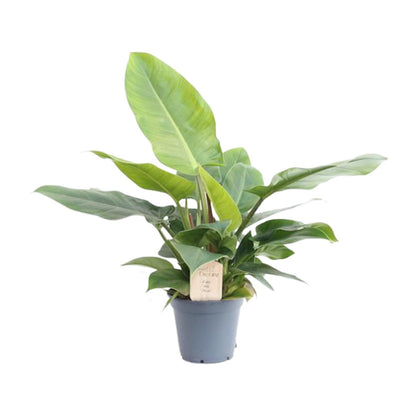 Philodendron Imperial Green - Ø17cm - ↕50cm - Pflanzfix24