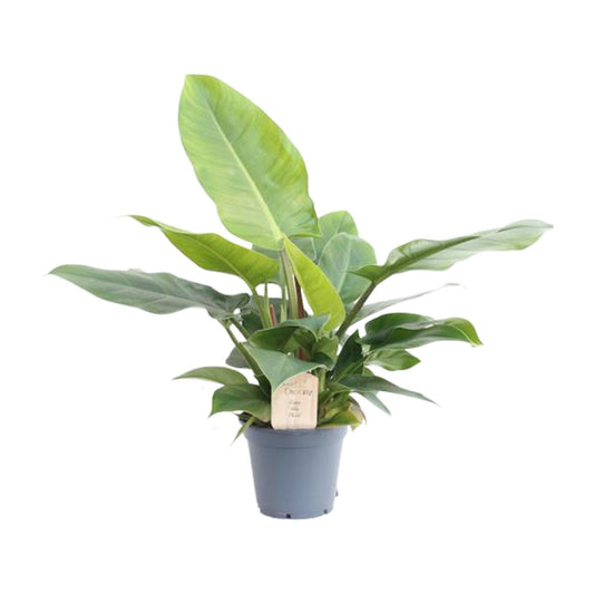 Philodendron Imperial Green - Ø17cm - ↕50cm - Pflanzfix24
