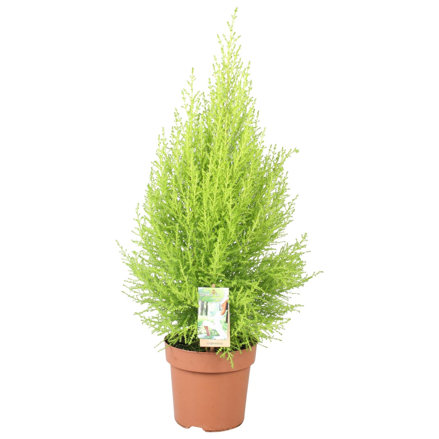 Cupressus Goldcrest Wilma - Ø17cm - ↕80cm bei Pflanzfix24