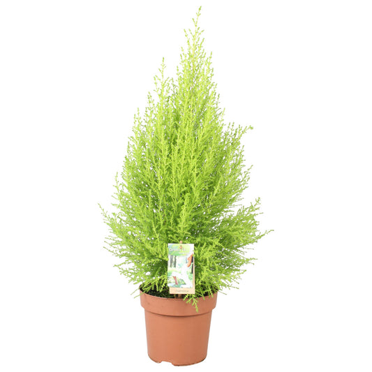 Cupressus Goldcrest Wilma - Ø17cm - ↕80cm bei Pflanzfix24