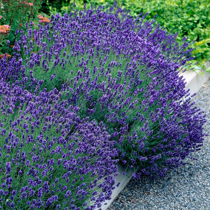 Heckenpflanzen - Lavandula angustifolia Hidcote - 6 Pflanzen - 1m - immergrün - Pflanzfix24.de - Pflanzfix24.de