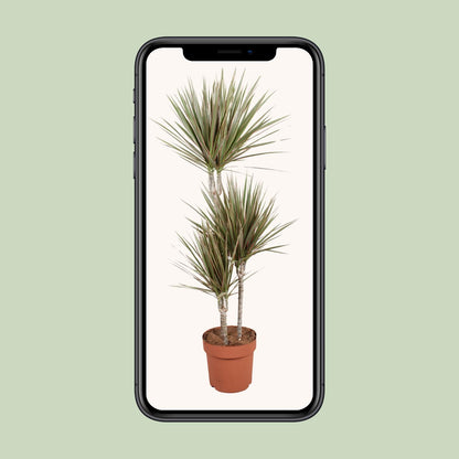 Dracaena Bicolor - Ø21cm - ↕120cm - pflanzfix24