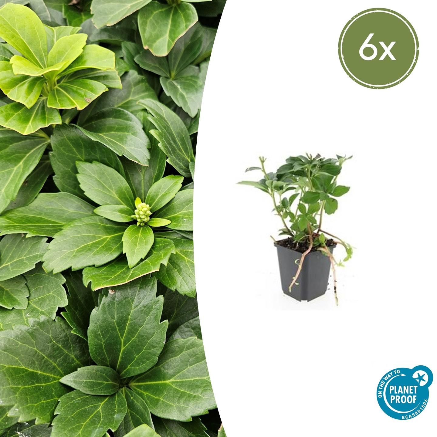 6x Pachysandra terminalis - ↕10-25cm - Ø9cm - Pflanzfix24.de - Pflanzfix24.de