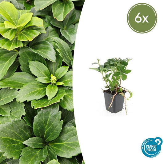 6x Pachysandra terminalis - ↕10-25cm - Ø9cm - Pflanzfix24.de - Pflanzfix24.de