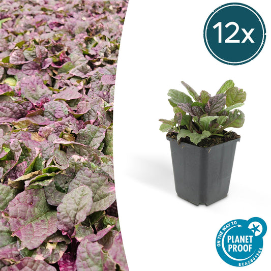 12x Ajuga reptans 'Burgundy Glow' - Pflanzfix24
