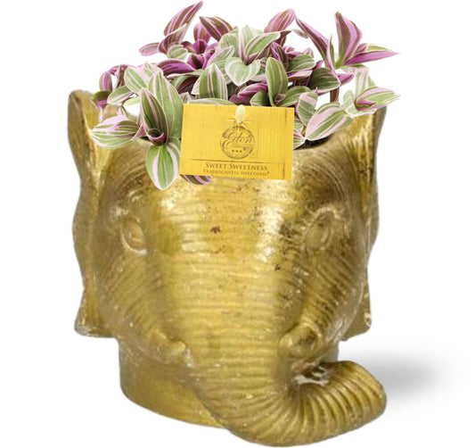 Tradescantia Sweetness Ø10,5cm + Olifant Pflanztopf Gold | Pflanzfix24.de - Pflanzfix24.de