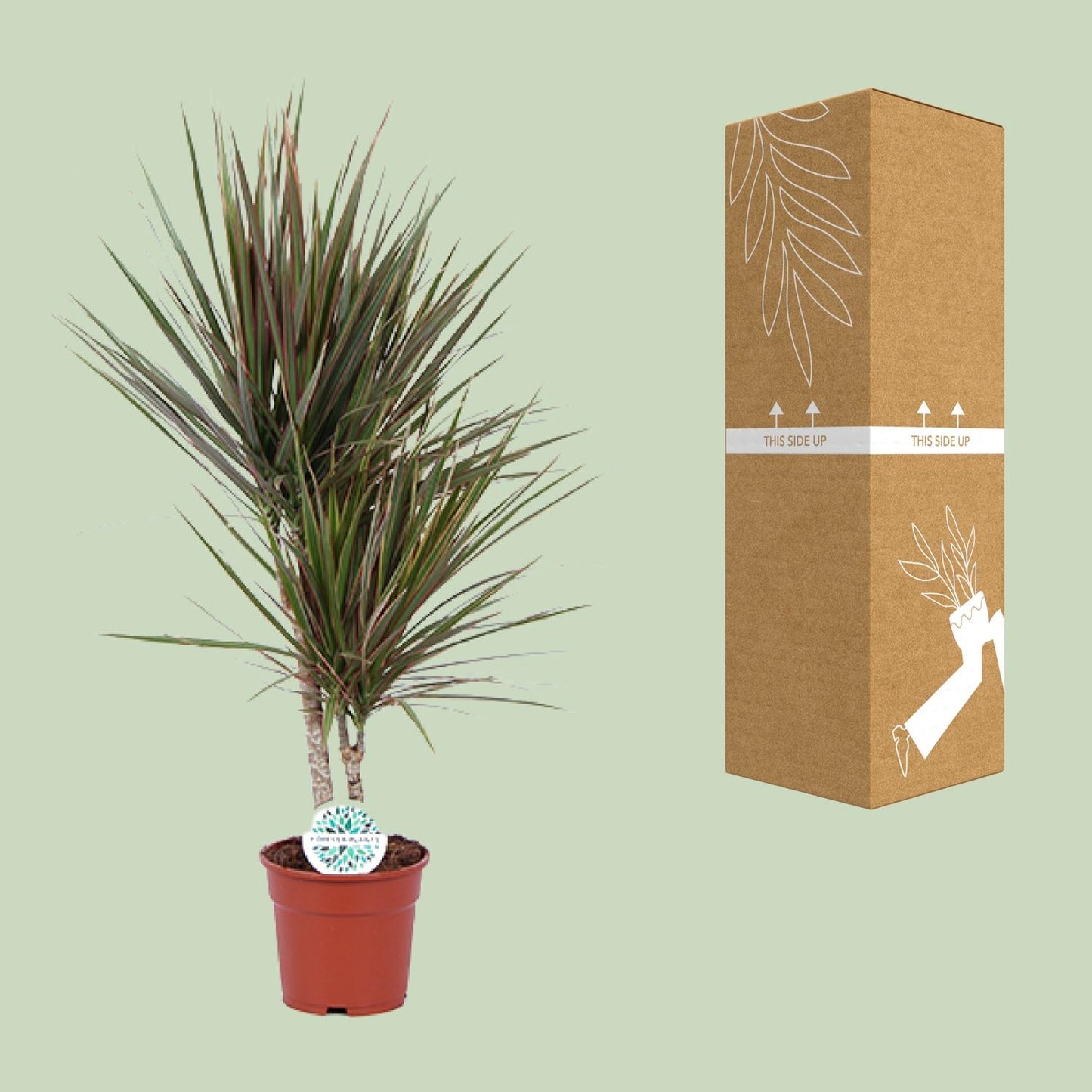Dracaena Bicolor - Ø17cm - ↕75cm | pflanzfix24