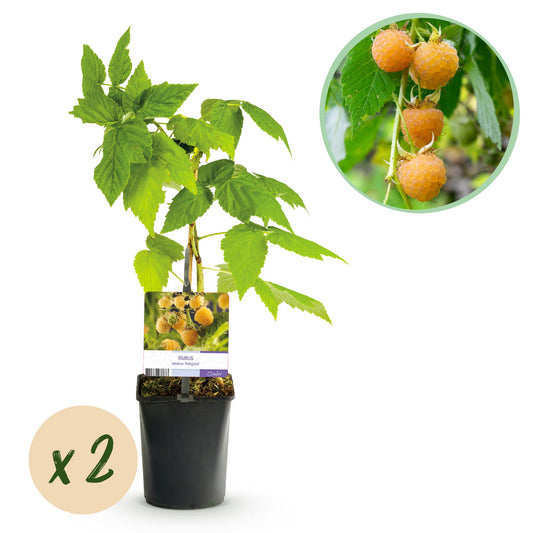 Pflanzfix24 - Himbeerpflanze - Rubus idaeus Fallgold - 2 Pflanzen