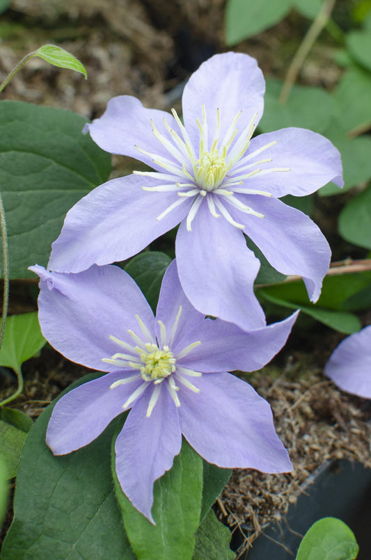 3x Clematis Justa - Ø15 - Pflanzfix24.de - Pflanzfix24.de
