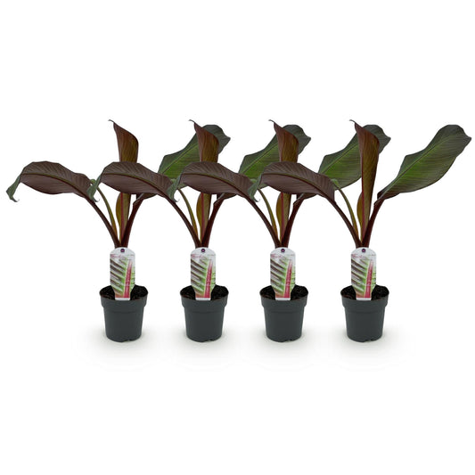 Pflanzfix24 - Bananenpflanze Ensete ventricosum Maurelli - 4 Pflanzen