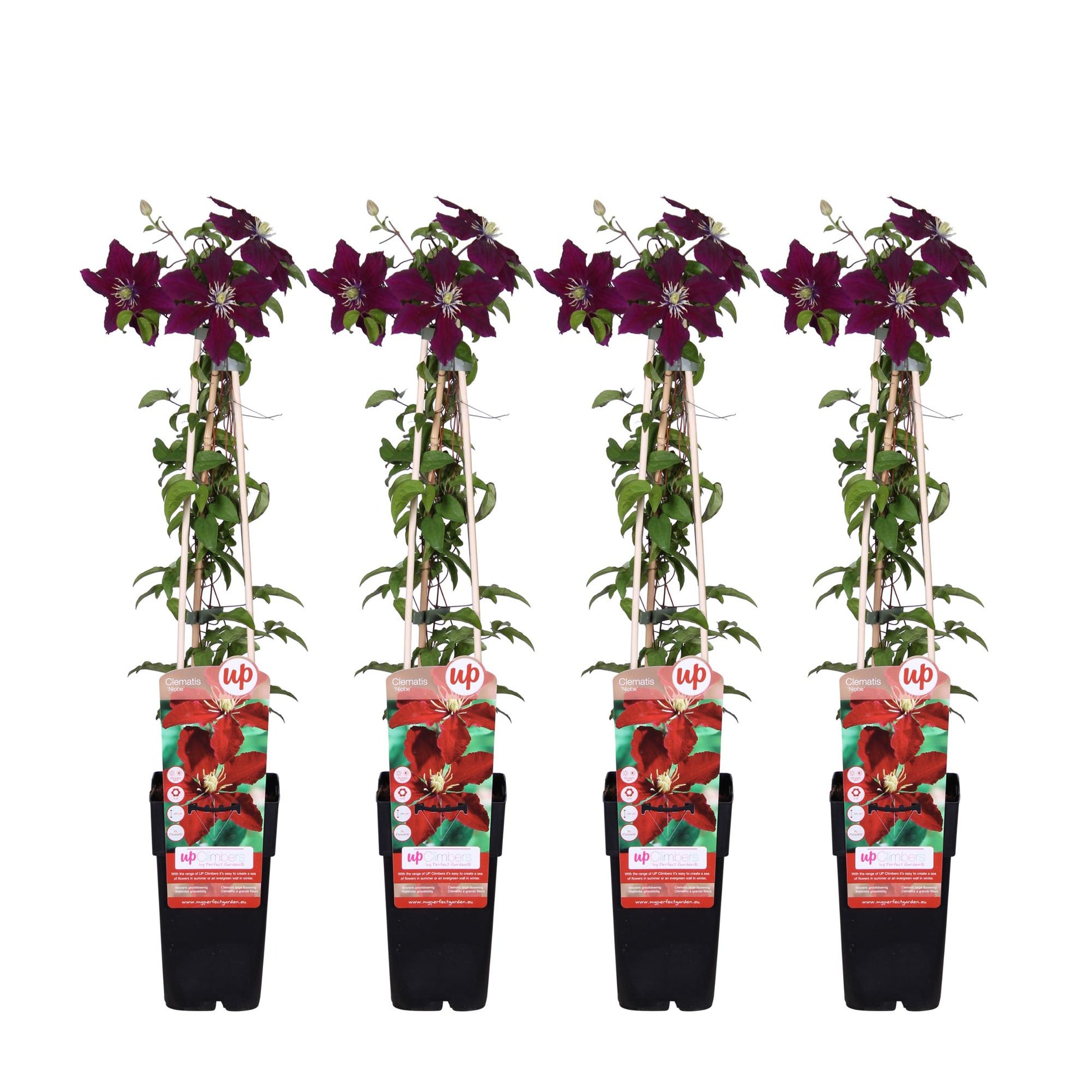 4x - Clematis Niobe - 65cm - Ø15 - Pflanzfix24.de - Pflanzfix24.de