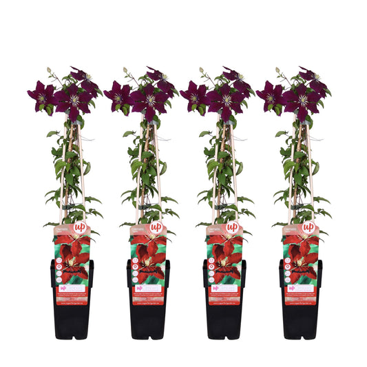 4x - Clematis Niobe - 65cm - Ø15 - Pflanzfix24.de - Pflanzfix24.de