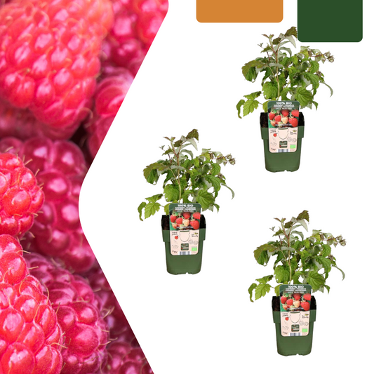 3 x Bio-Himbeerpflanzen - Ø 13 cm - ↨ 20 cm von Pflanzfix24.de - Pflanzfix24.de