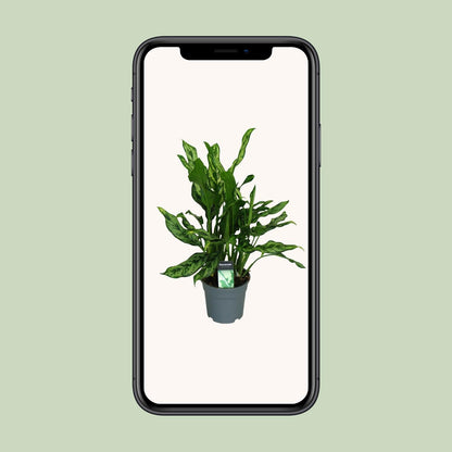 Aglaonema Maria - Ø17cm - ↕55cm - Pflanzfix24