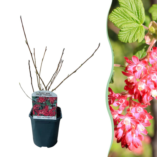 GreenboutiQ - Ribes sanguineum Kind Edward - 1 Pflanze - Topf 17cm - Pflanzfix24.de - Pflanzfix24.de
