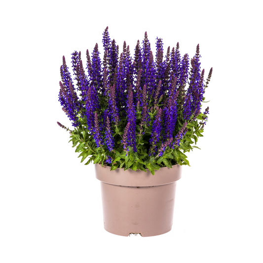 Salvia nemorosa Rianne Ø19cm - Pflanzfix24