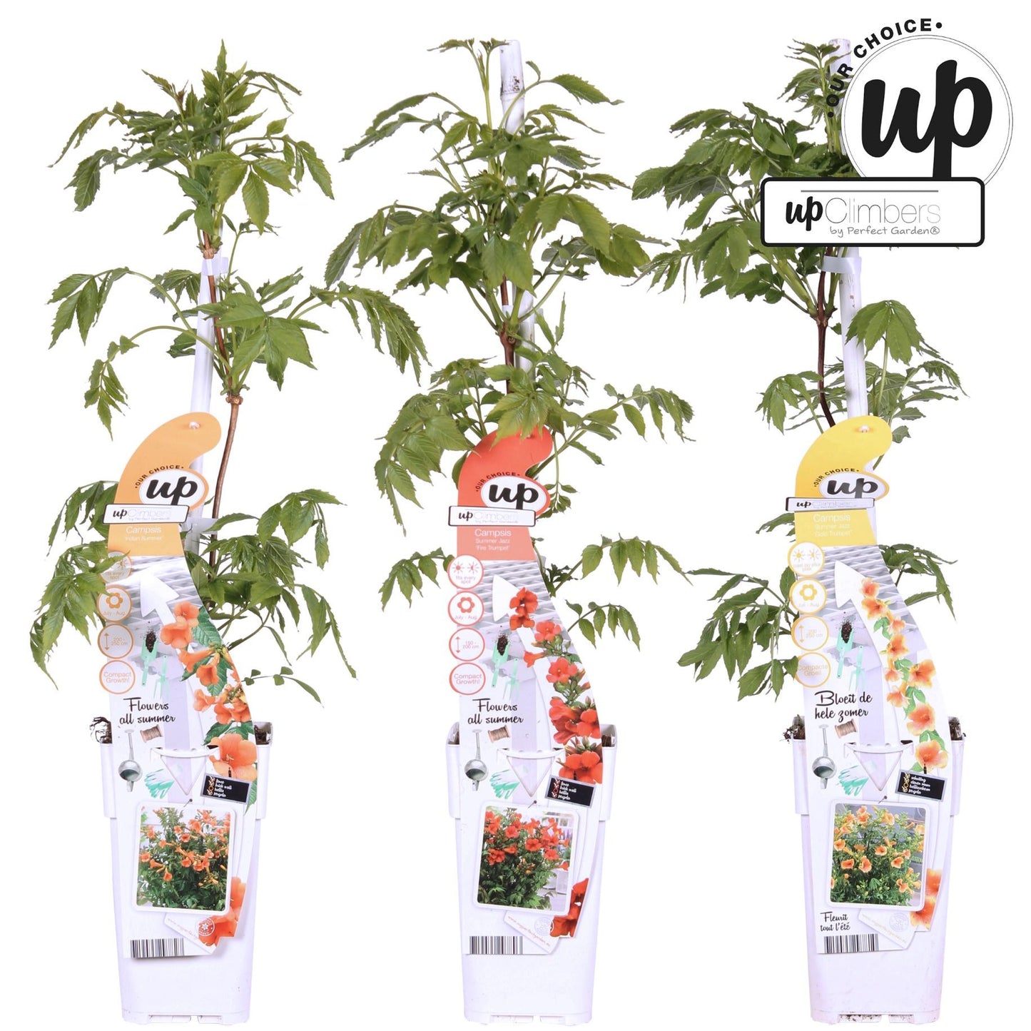3x Campsis Summer Deal - Campsis Summer Jazz Fire Trumpet - Campsis Summer Jazz Gold Trumpet - Campsis Indian Summer - ↨65cm, Ø15cm - Pflanzfix24