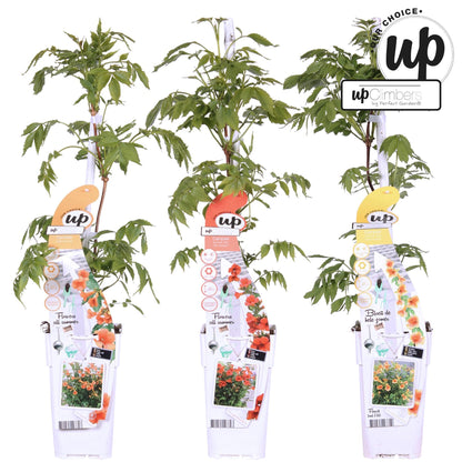 3x Campsis Summer Deal - Campsis Summer Jazz Fire Trumpet - Campsis Summer Jazz Gold Trumpet - Campsis Indian Summer - ↨65cm, Ø15cm - Pflanzfix24