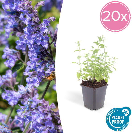 20x Nepeta 'Six Hills Giant' - Pflanzfix24.de - Pflanzfix24.de