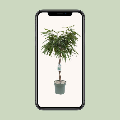 Ficus Mahori - Ø27cm - ↕120cm - Pflanzfix24