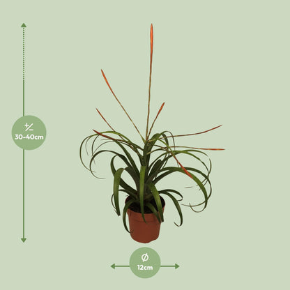 Tillandsia Flabelatta - Ø12cm - ↕40cm von Pflanzfix24