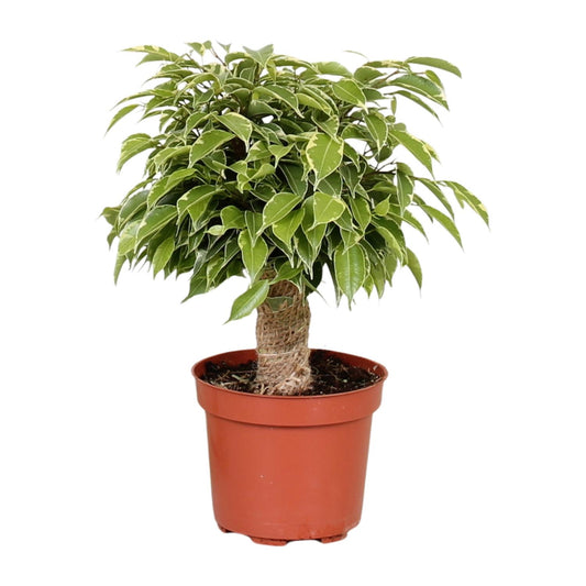 Ficus Benjamina Kinky - Ø12cm - ↕28cm bei Pflanzfix24