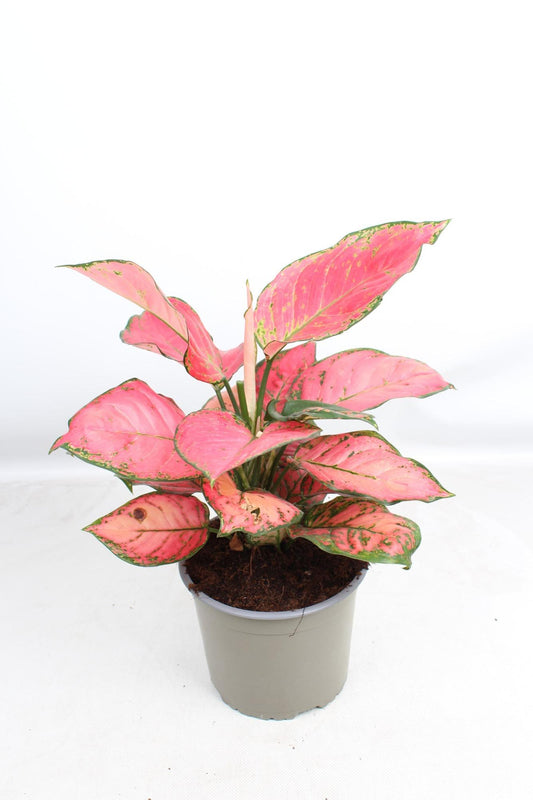 Aglaonema Sun Star - Ø17cm - ↕50cm - Pflanzfix24