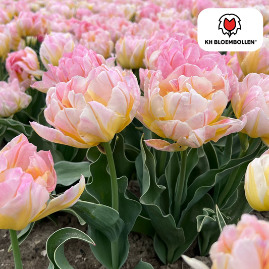Tulpenbollen Password – 20 Stuks | KH Bloembollen® | Roze Dubbelbloemige Tulp - Pflanzfix24