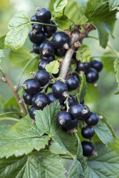 Ribes nigrum 'Ben Nevis' - Schwarze Johannisbeere - Ø13cm - ↕45cm - Pflanzfix24