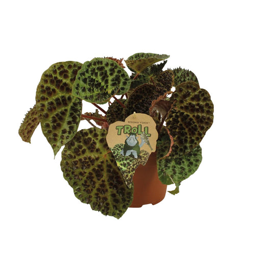 Begonia Rex Ferox - Ø17cm - ↕30cm - Pflanzfix24